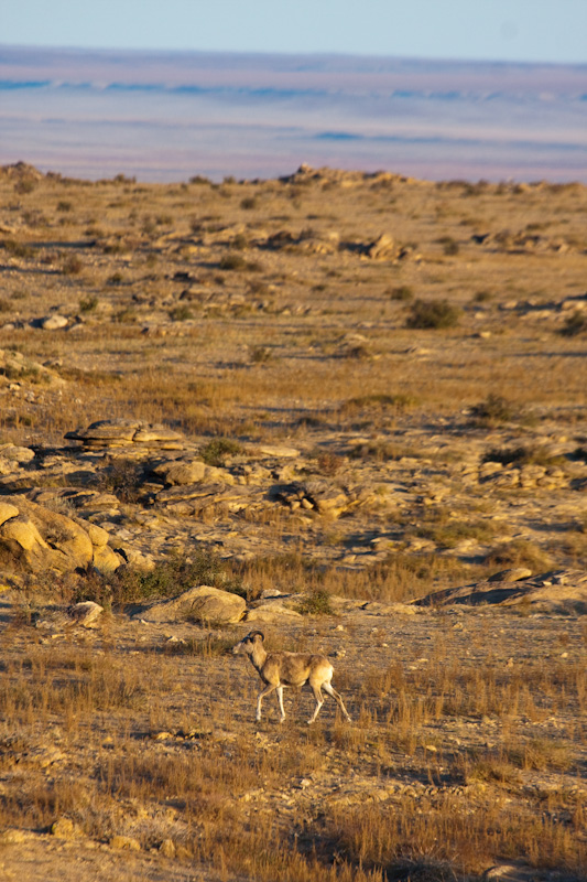 Argali